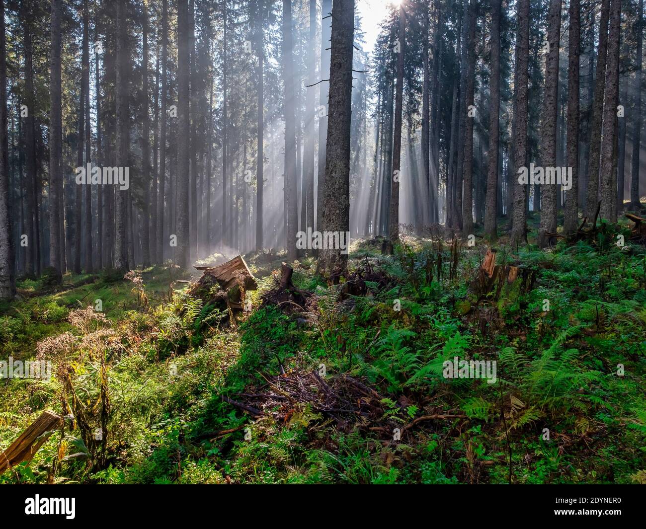 Sunlight through trees hi-res stock photography and images - Alamy