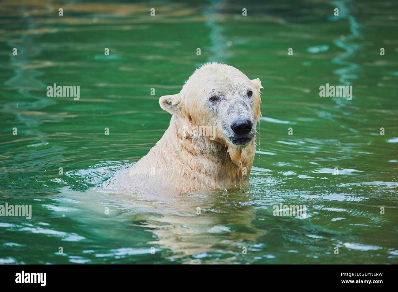 Polar bear (Ursus maritimus) swimming, captive, Germany Stock Photo