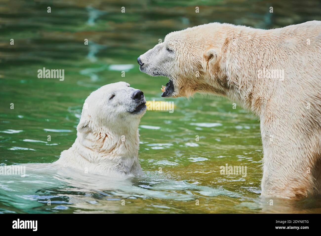 Polar bear (Ursus maritimus) swimming, captive, Germany Stock Photo