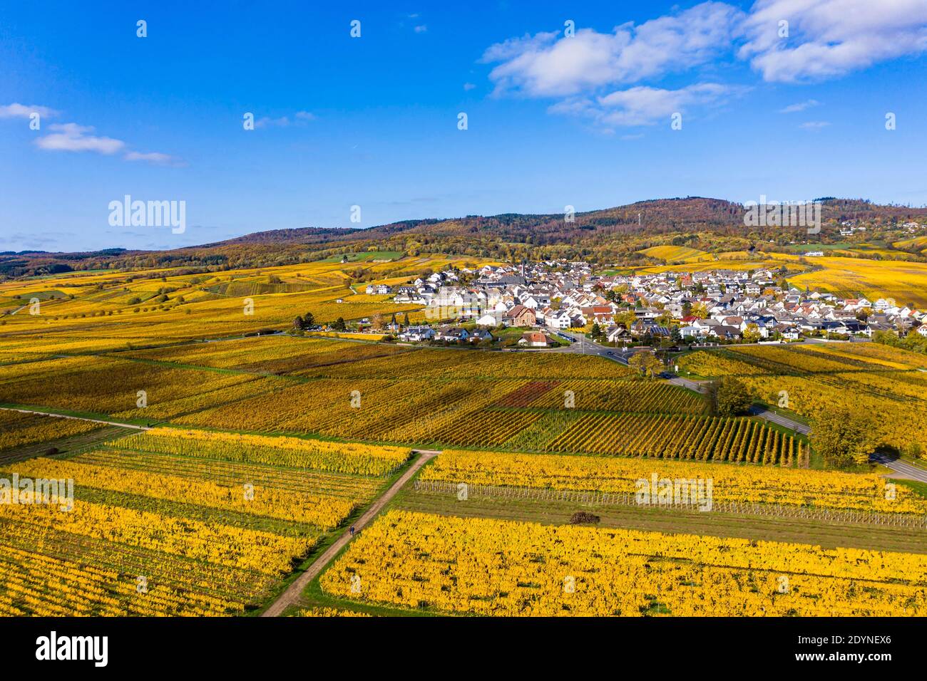 Aerial view, golden vineyards in autumn from above, Rheingau, region, Oestrich, Winkel, Hallgarten, Hesse, Germany Stock Photo