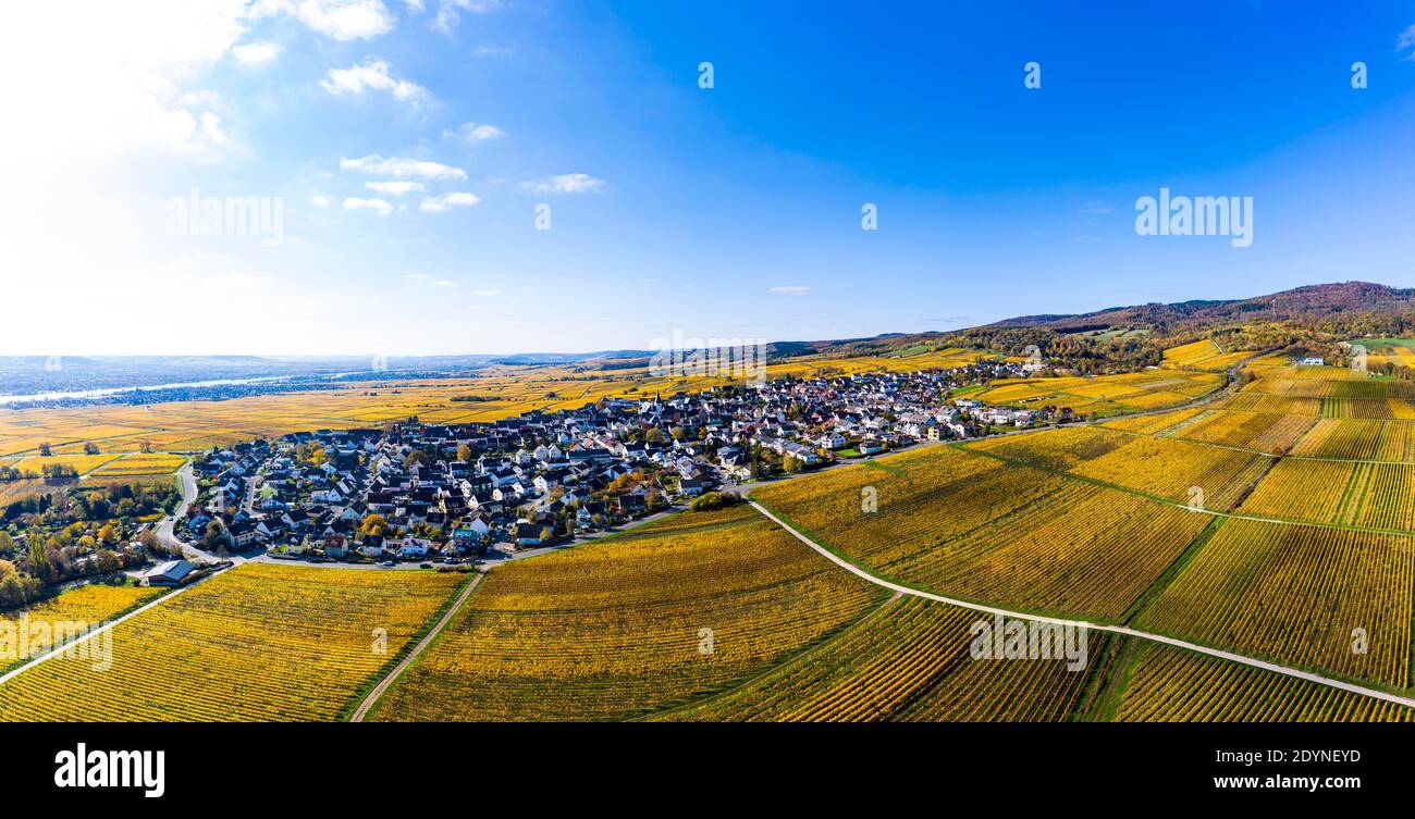 Aerial view, golden vineyards in autumn from above, Rheingau, region, Oestrich, Winkel, Hallgarten, Hesse, Germany Stock Photo