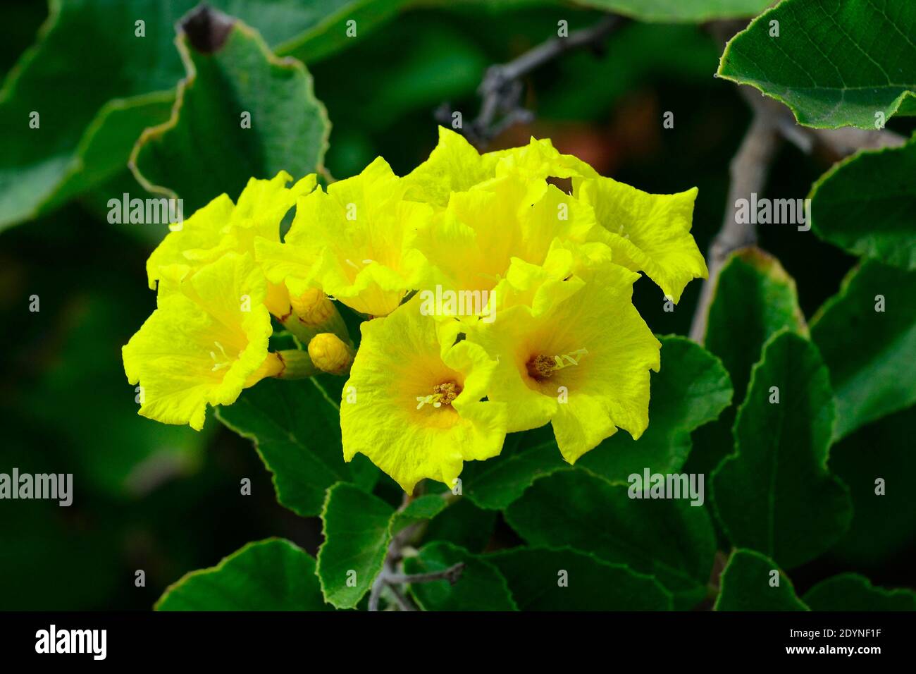Yellow flowers of the Muyuyo (Oberal), Floreana Island, Galapagos, Ecuador Stock Photo