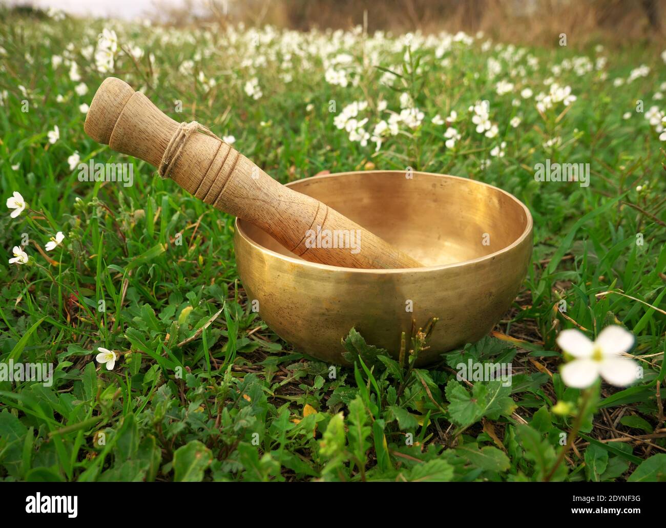 Singing bowl placed in the grass in the middle of small white flowers Stock Photo