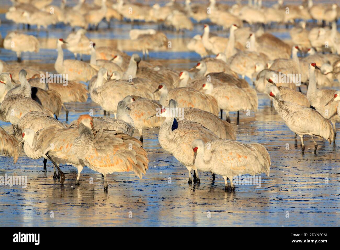 Flock of Canada cranes standing in the water, Bosque del Apache National Wildlife Refuge, New Mexico, USA Stock Photo