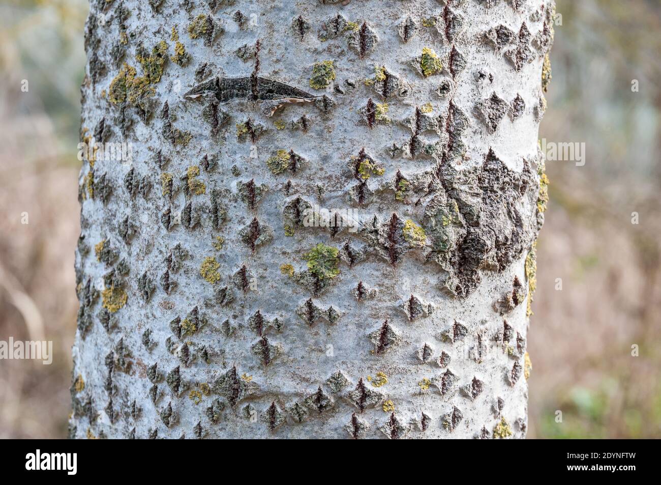 tree bark, silver poplar, Populus alba, bark Stock Photo