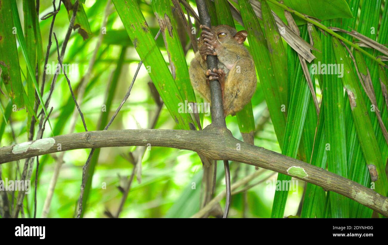 Small tarsier on a branch in a tropical forest. Bohol, Philippines ...