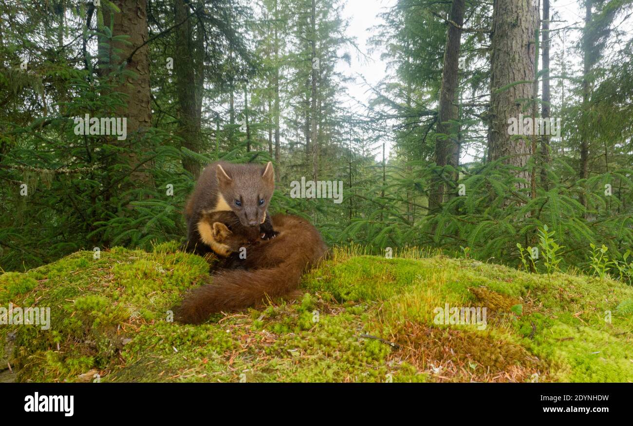 Pine marten (Martes martes) female and kit, Trossachs National Park, Scotland, UK. July 2020. Photographed by camera trap. Stock Photo