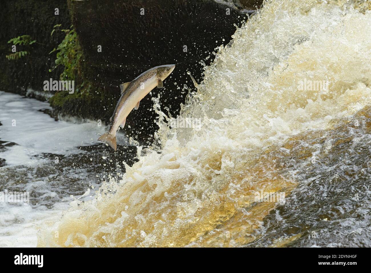 Atlantic salmon (Salmo salar) leaping a waterfall to get to spawning grounds upstream. River Endrick, Trossachs National Park, Scotland Stock Photo