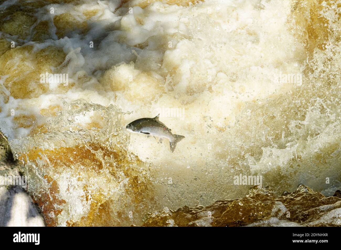 Atlantic salmon (Salmo salar) leaping a waterfall to get to spawning grounds upstream. River Endrick, Trossachs National Park, Scotland Stock Photo