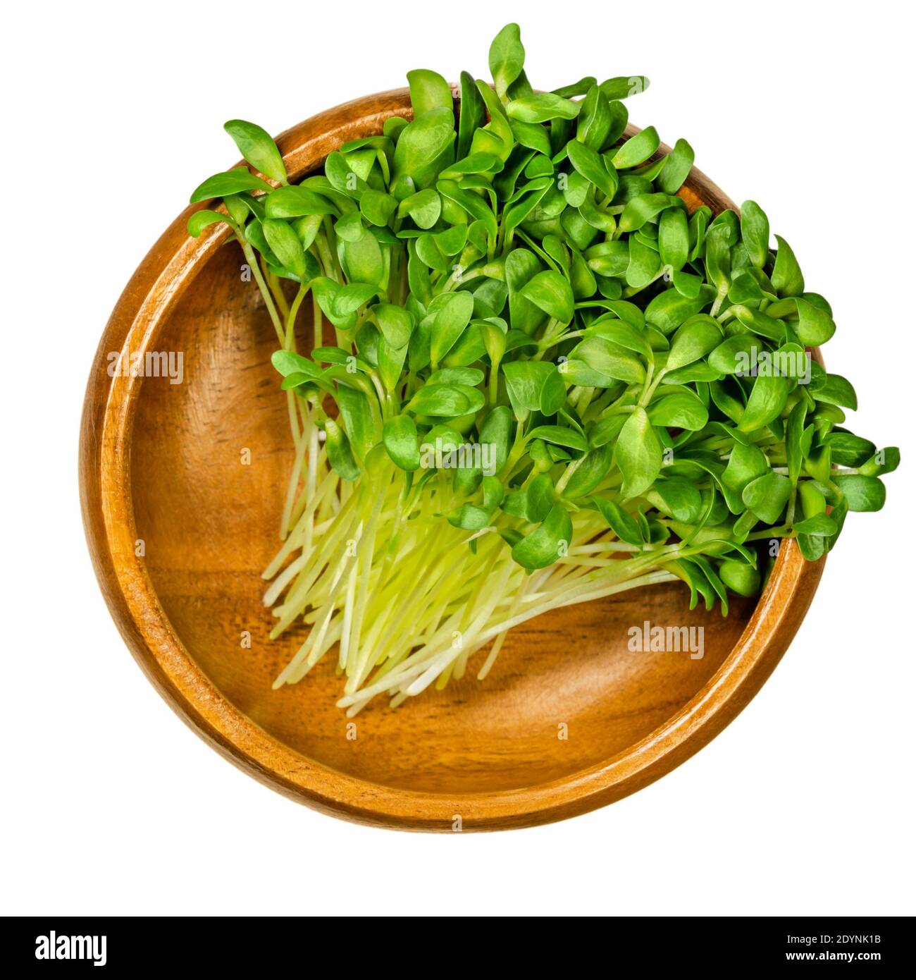 Fenugreek microgreens in a wooden bowl. Ready to eat green sprouts and shoots of Trigonella foenum-graecum. Used as herb and vegetable. Stock Photo