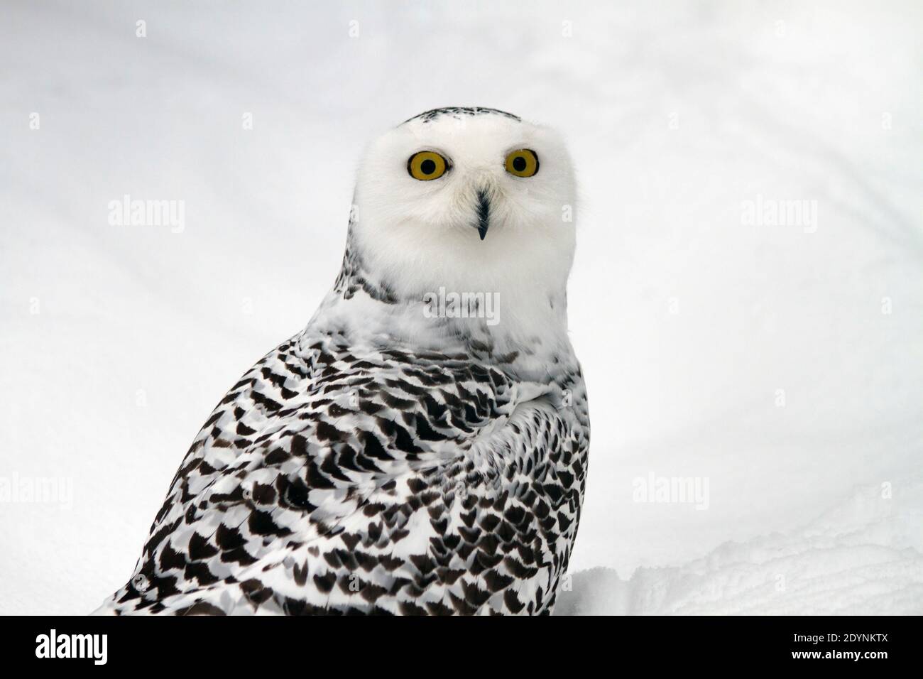 Female Snowy Owl (Bubo scandiacus). Unlike many other owls, the snowy owl is diurnal, hunting during the day Photographed in the Arctic region, Finla Stock Photo