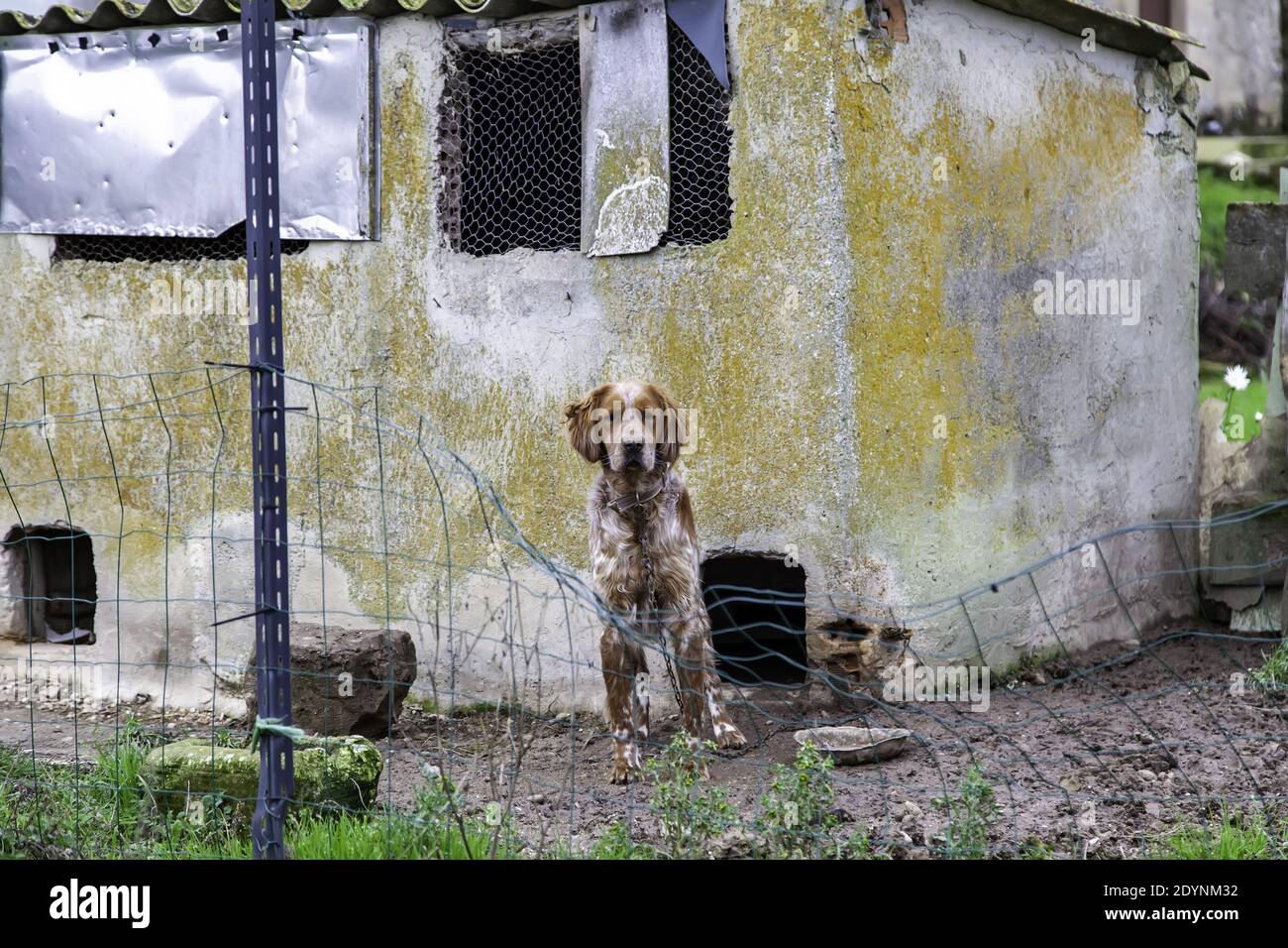 Dog in enclosed kennel, abandoned animals, abuse Stock Photo Alamy