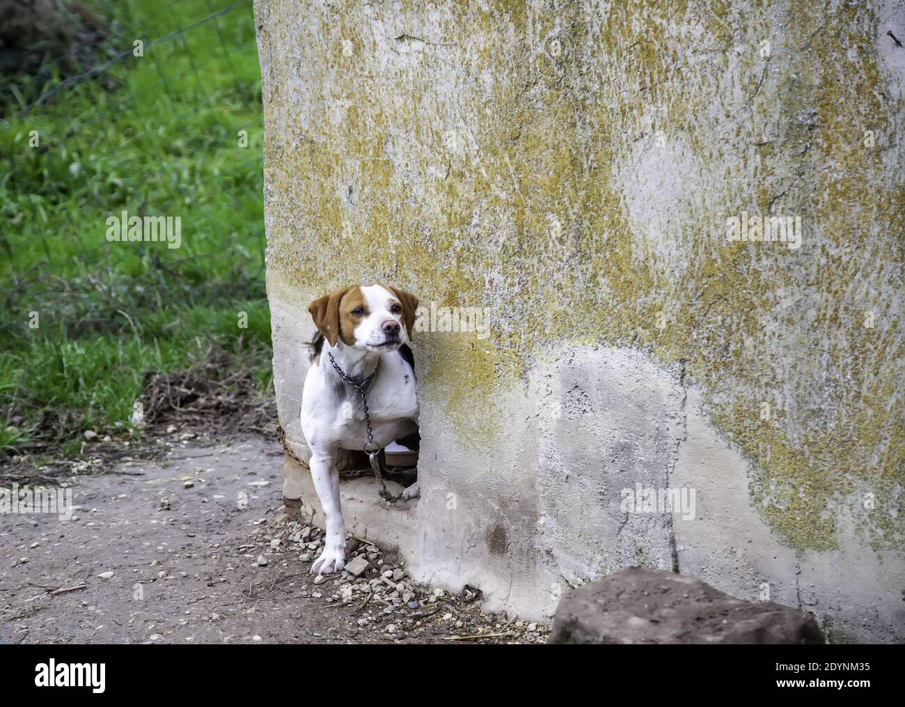 Dog in enclosed kennel, abandoned animals, abuse Stock Photo Alamy