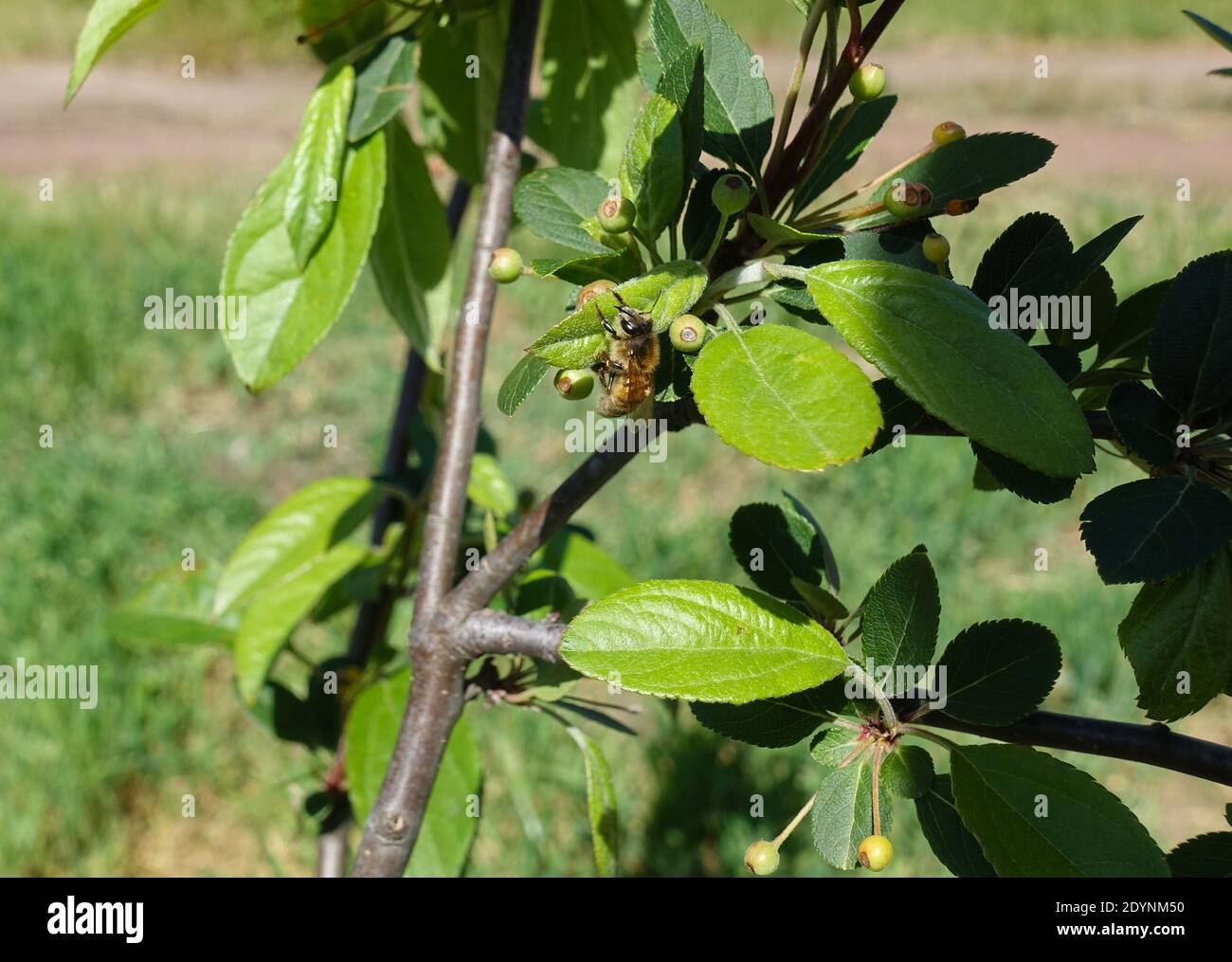 Australian Honey bee on a crab apple tree Stock Photo