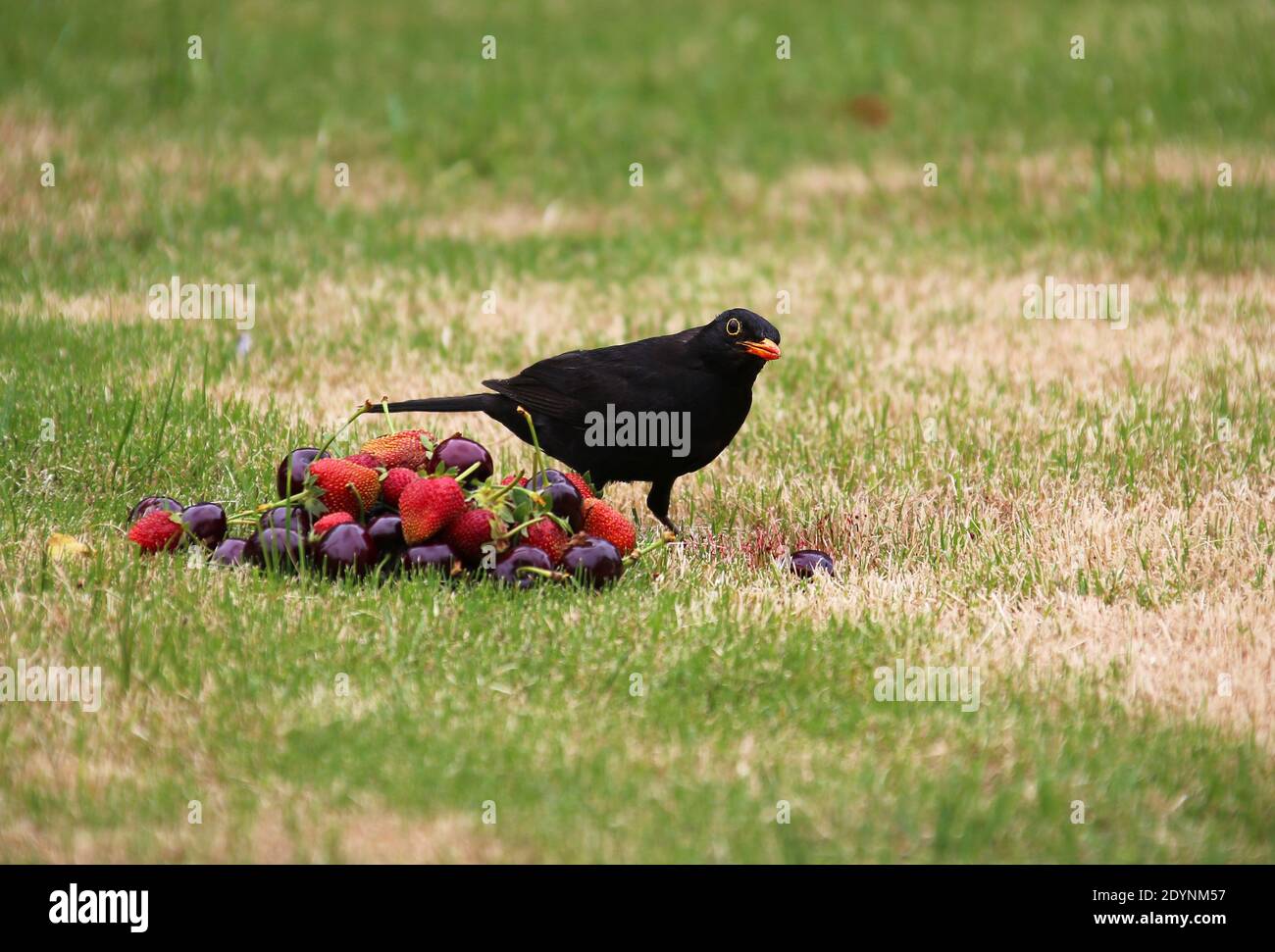 Blackbird eating Cherries and Strawberries. Stock Photo