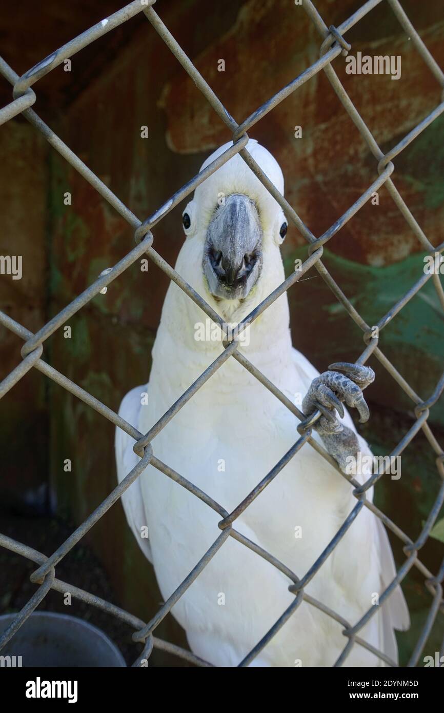 Australian Sulphur crested Cockatoo about to speak Stock Photo