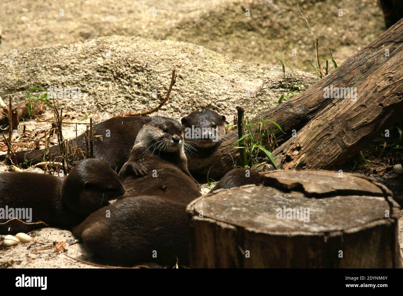 Sea Otters 2 Stock Photo