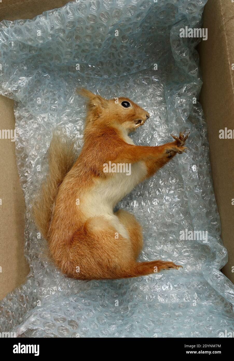 Taxidermy European Red Squirel Stock Photo