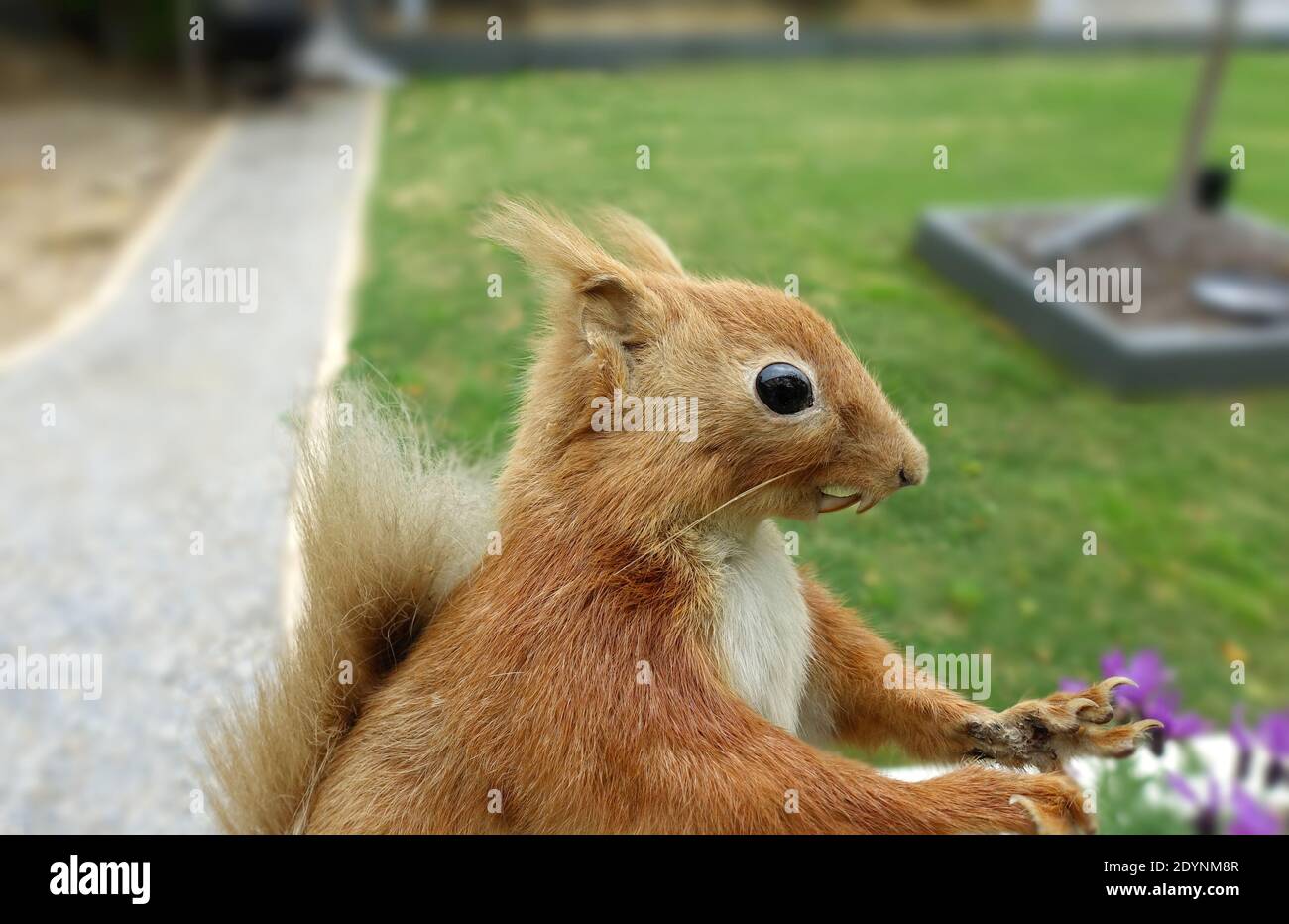 Taxidermy European Red Squirel, outdoors Stock Photo