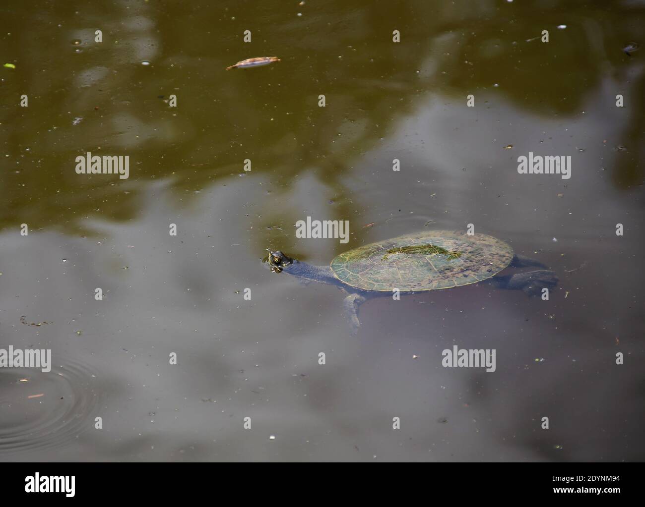 swimming Tortoise Stock Photo