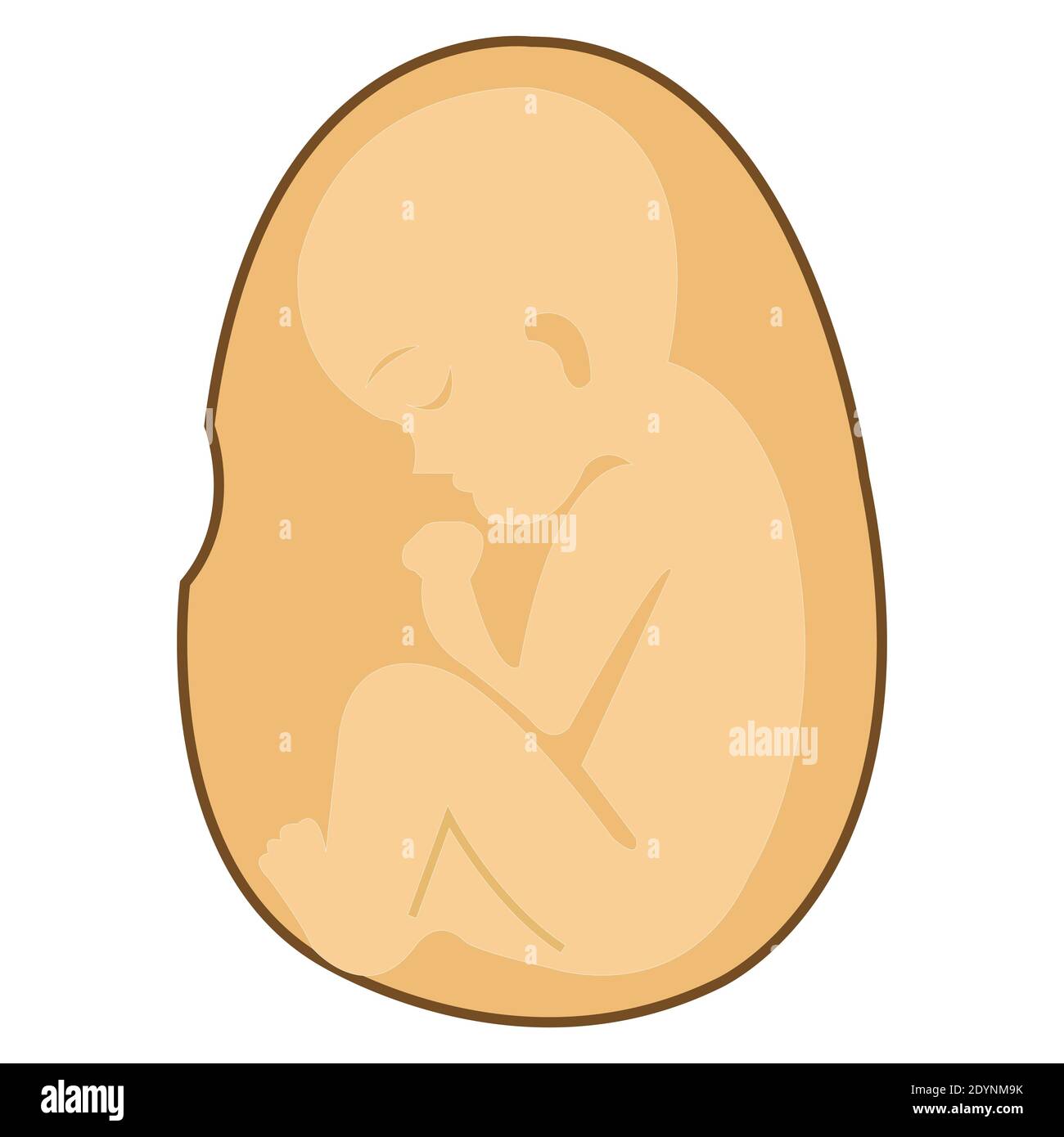 baby in womb vector illustration on white Stock Vector Image & Art Alamy
