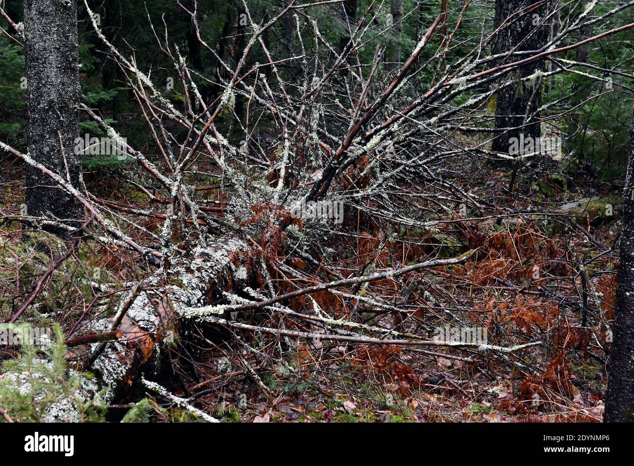 Large fallen spruce trees blown down from recent wind storm Stock Photo