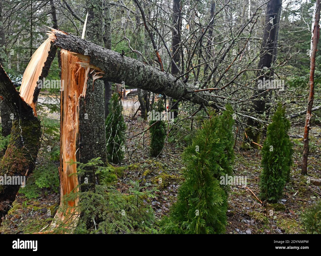 Large fallen spruce trees blown down from recent wind storm Stock Photo