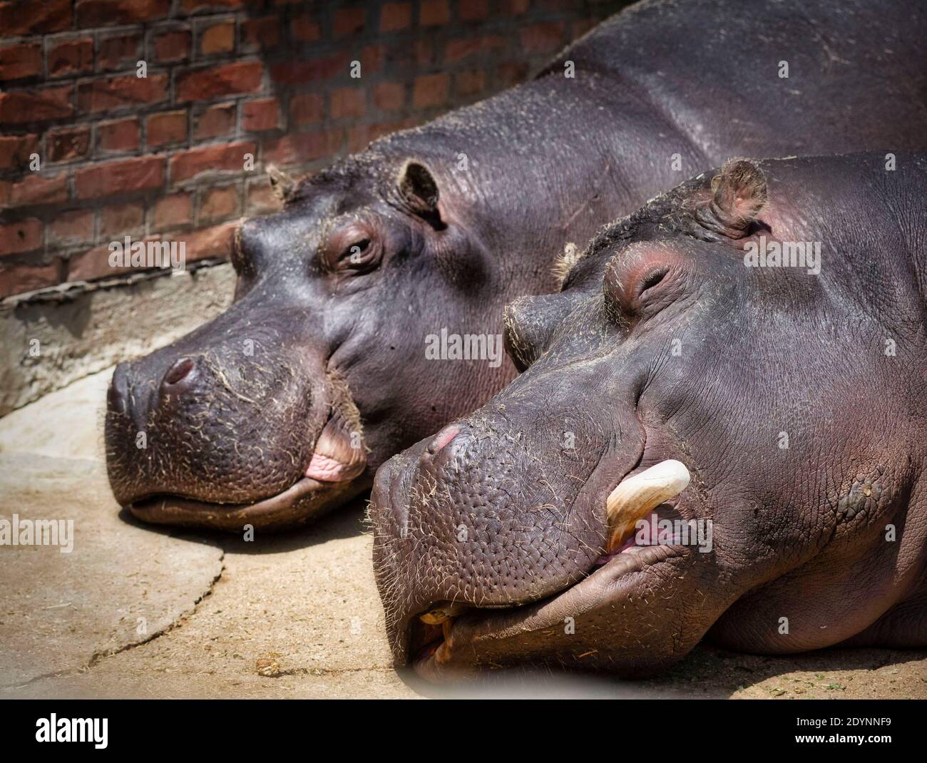 Couple hippos in the zoo taking a nap Stock Photo
