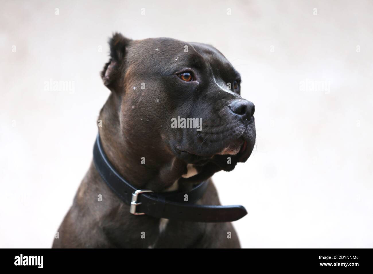 Pitbull show hi res stock photography and images Page 5 Alamy