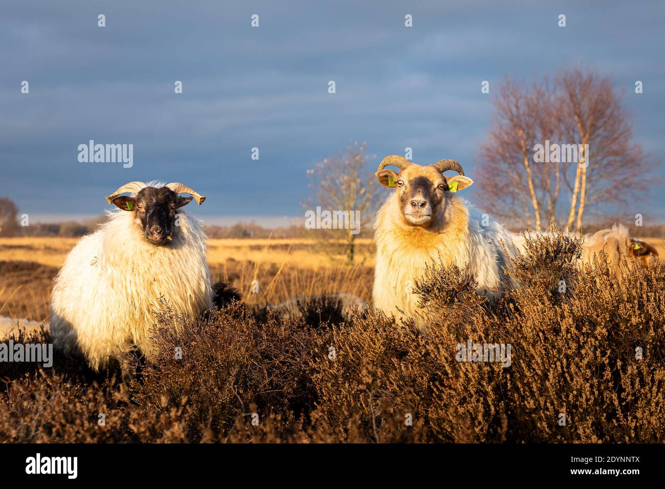 Balloerveld drenthe sheep Stock Photo
