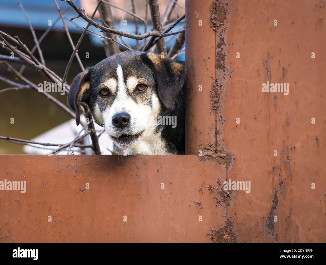 Stray dog barking over the rusted fence, in Romania Stock Photo Alamy