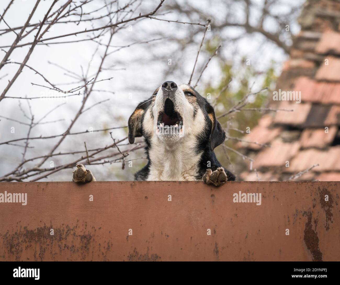 Dangerous Dog Barking High Resolution Stock Photography and Images Alamy