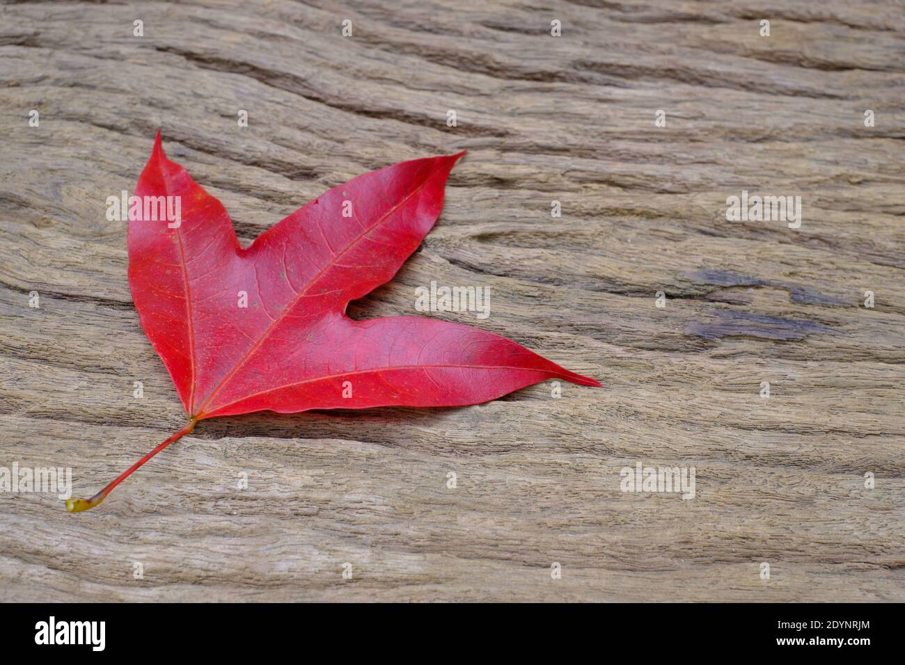 Red maple foliage on old wood background, Scientific name Acer calcaratum Gagnep Stock Photo