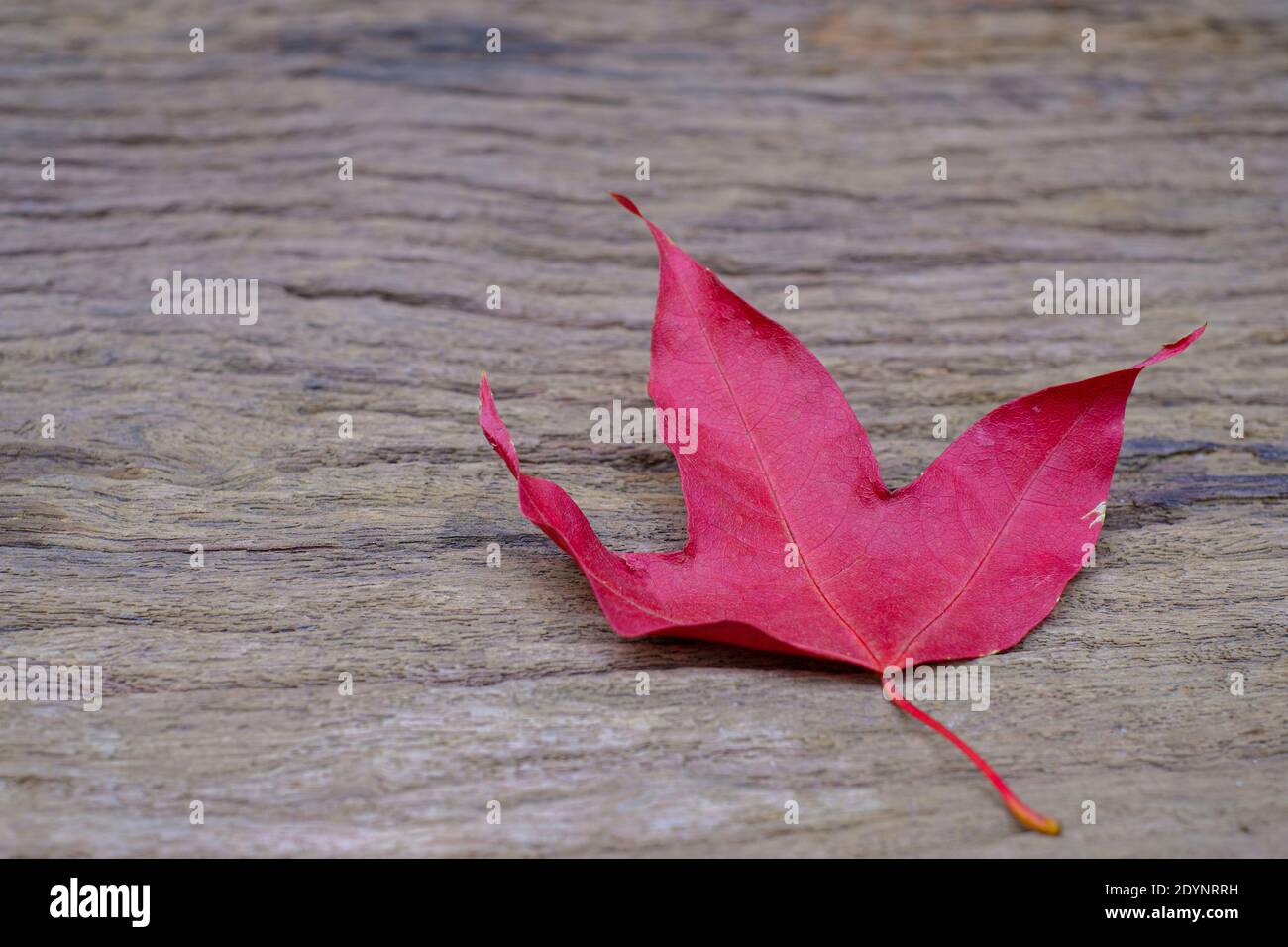 Maple foliage on old wood background Stock Photo