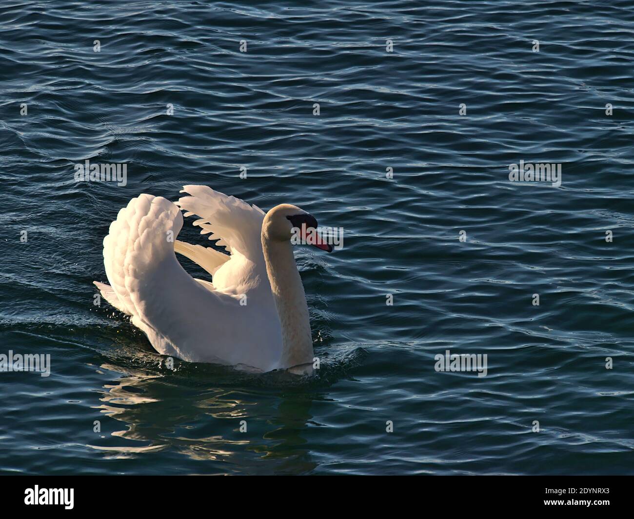 Beautiful white colored swan with gracefully spread wings swimming over the shimmering calm water of Lake Constance on the shore of Hagnau am Bodensee. Stock Photo