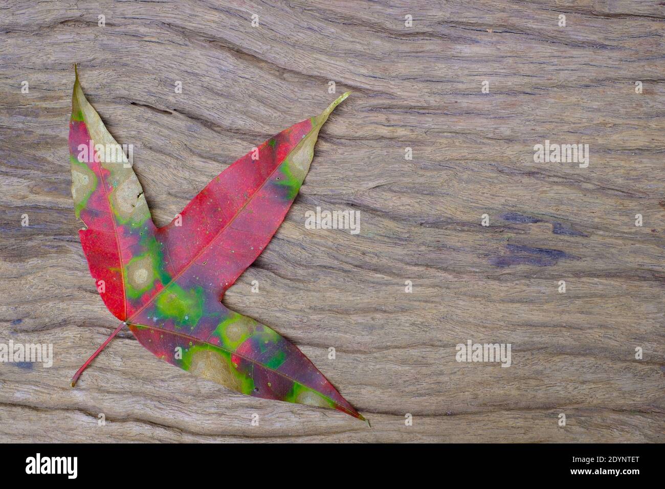 Natural Variegated maple foliage on old wood background, Scientific name Acer calcaratum Gagnep Stock Photo