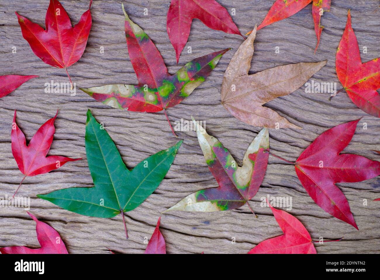 Set of maple foliage on old wood background, Scientific name Acer calcaratum Gagnep Stock Photo