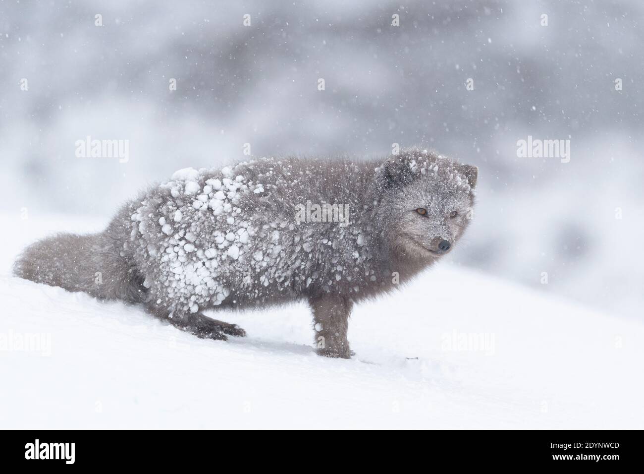 Arctic fox (Vulpes lagopus). Hornstrandir, Iceland. Blue colour morph