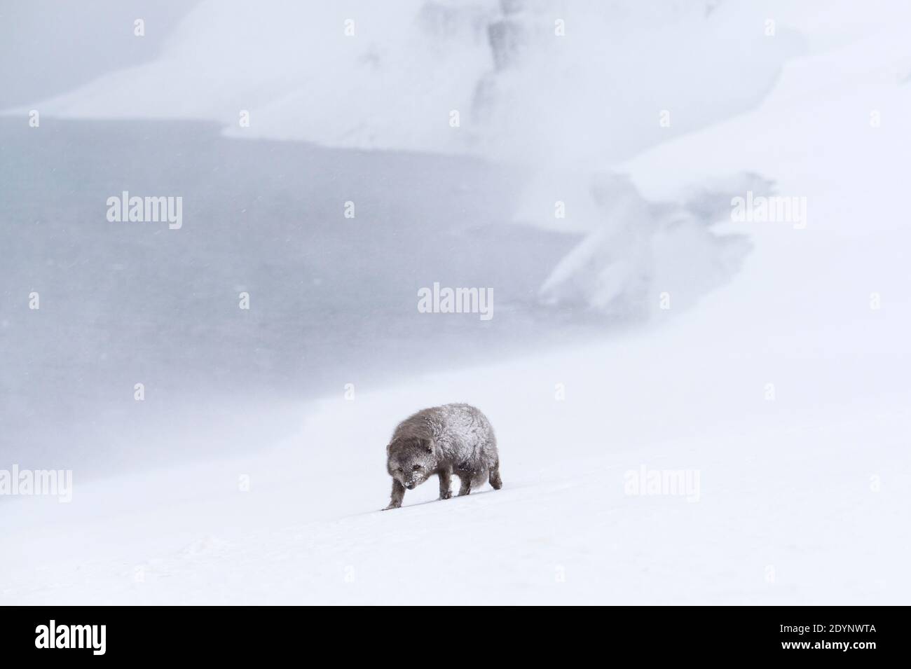 Arctic fox (Vulpes lagopus). Hornstrandir, Iceland. Blue colour morph in winter coat. February 2020 Stock Photo