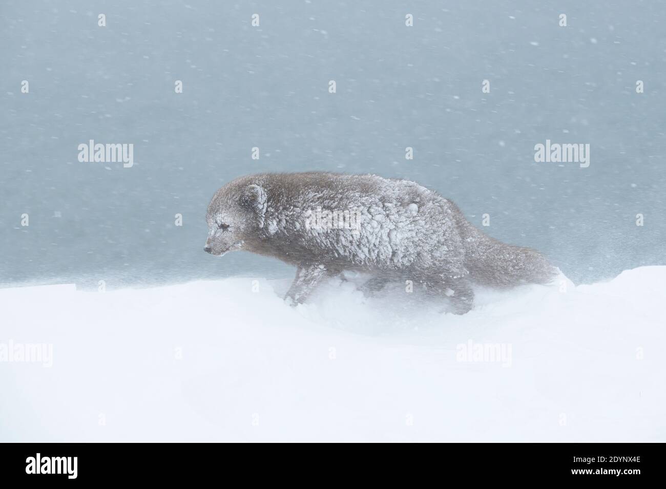 Arctic fox (Vulpes lagopus). Hornstrandir, Iceland. Blue colour morph in winter coat. February 2020 Stock Photo