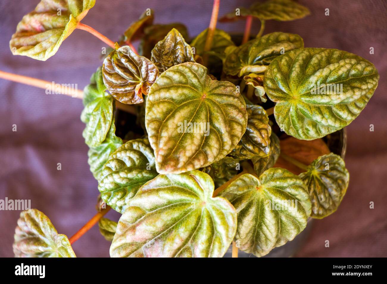 Peperomia house plant close-up, green plant in room, houseplant Stock Photo