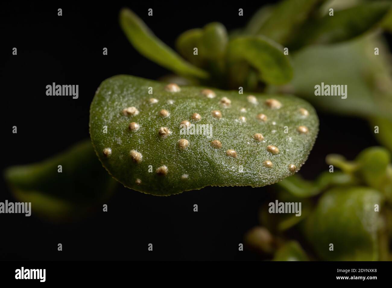 Common Purslane Leaf of the species Portulaca oleracea with Galls Stock Photo