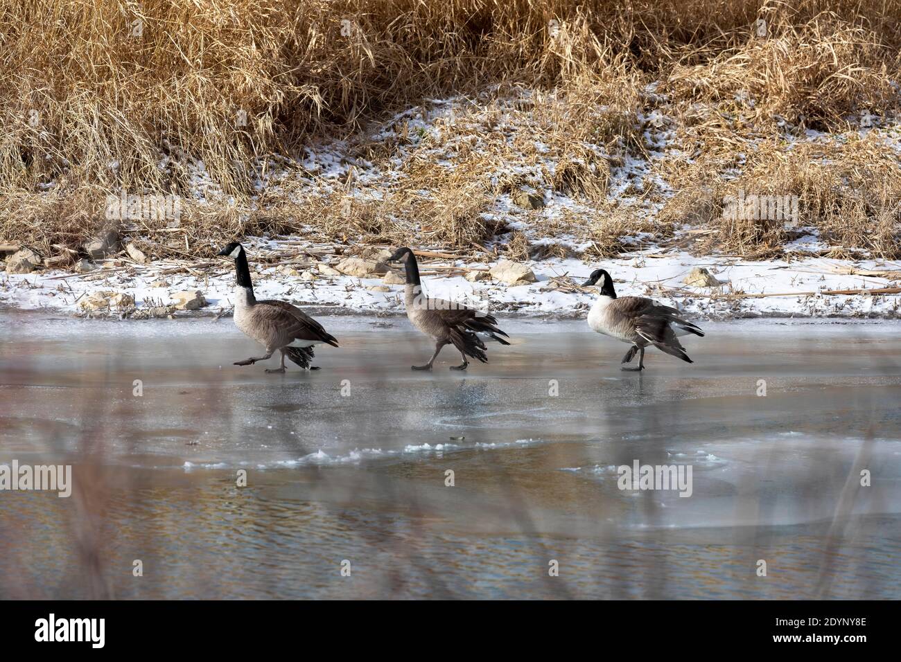 Three Canada geese with injured wings Stock Photo - Alamy