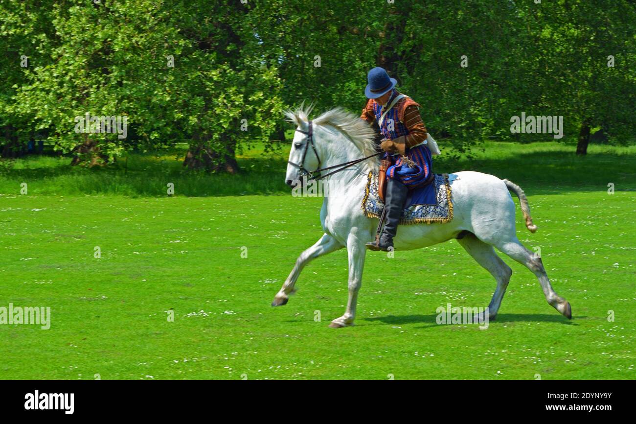 Man in Elizabethan reenactment  costume  on a white  horse galloping  in front of trees. Stock Photo