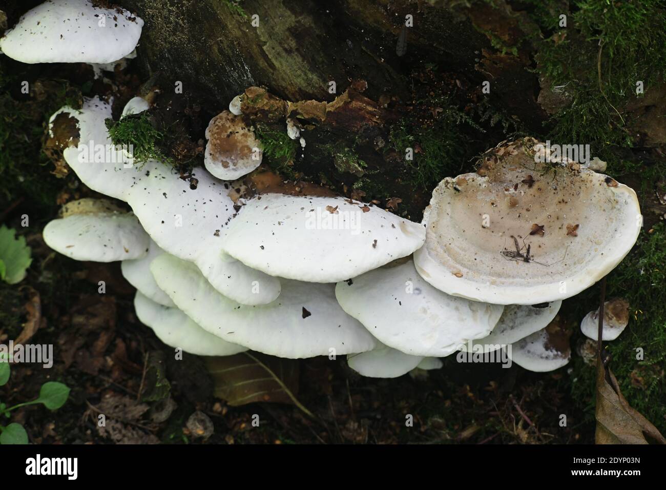 Bjerkandera fumosa, known also as Polyporus fumosus and Leptoporus imberbis, Big Smoky Bracket fungus, a polypore from Finland Stock Photo