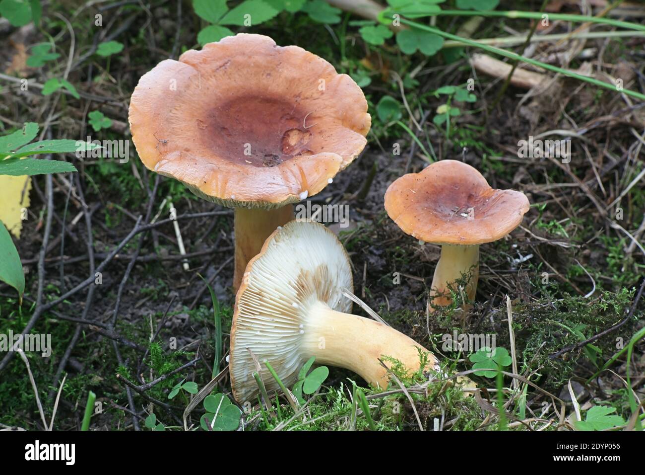 Lactifluus volemus, formerly Lactarius volemus, commonly known as fishy milkcap or weeping milk cap, wild mushroom from Finland Stock Photo