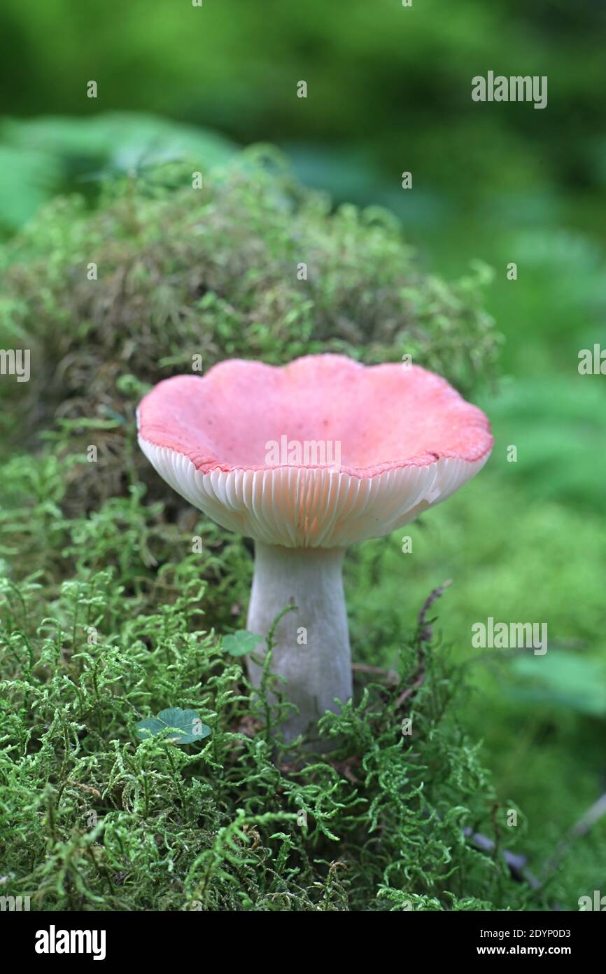 Russula grisescens, a brittlegill mushroom from Finland with no common