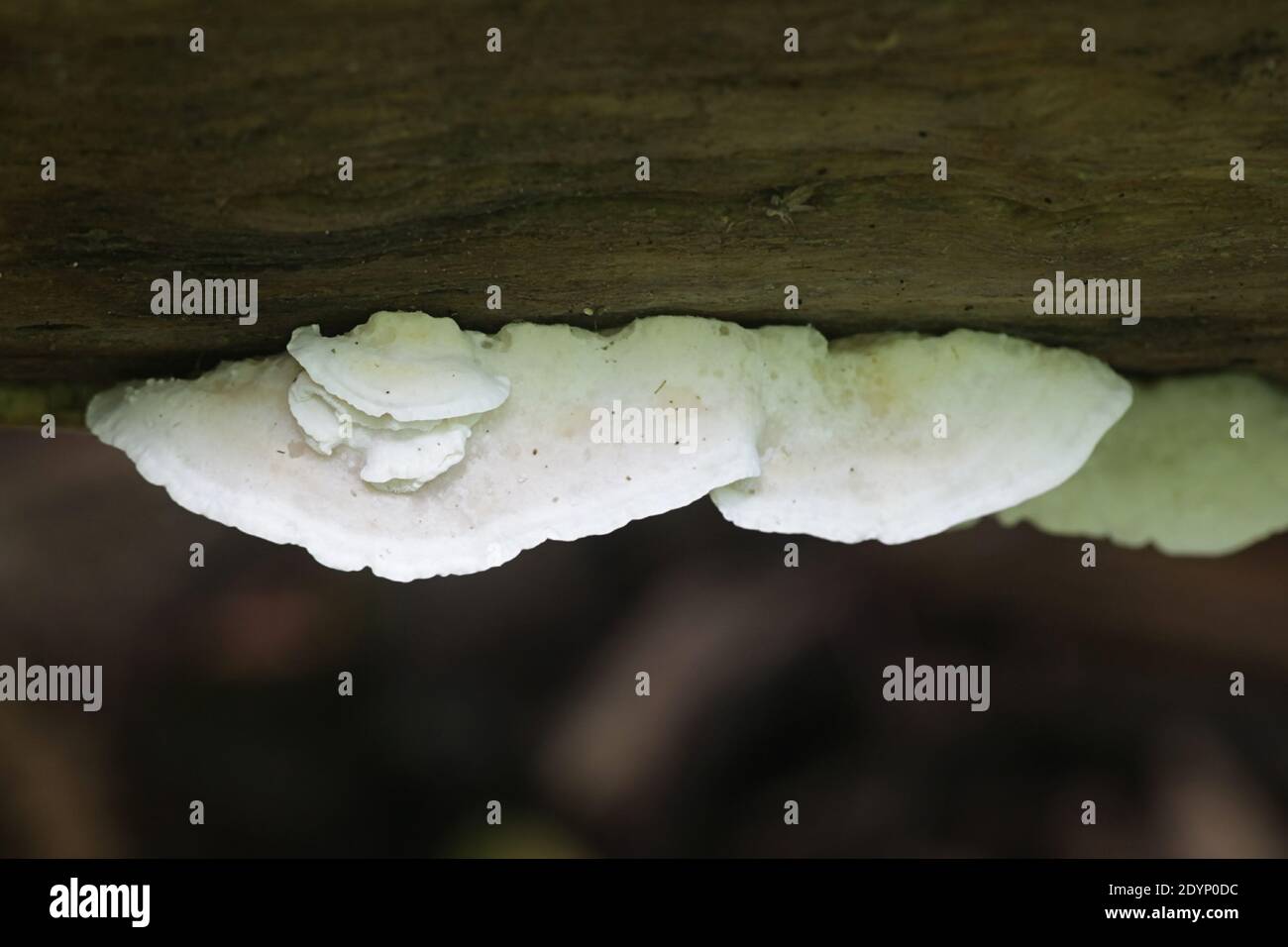Postia lactea, a polypore fungus from Finland with no common english name Stock Photo