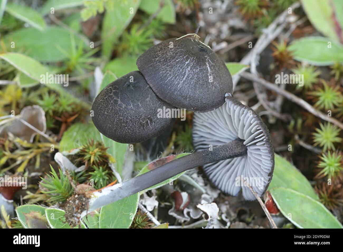 Entoloma lazulinum, or Entoloma chalybaeum var. lazulinum, known as indigo pinkgill, wild mushroom from Finland Stock Photo