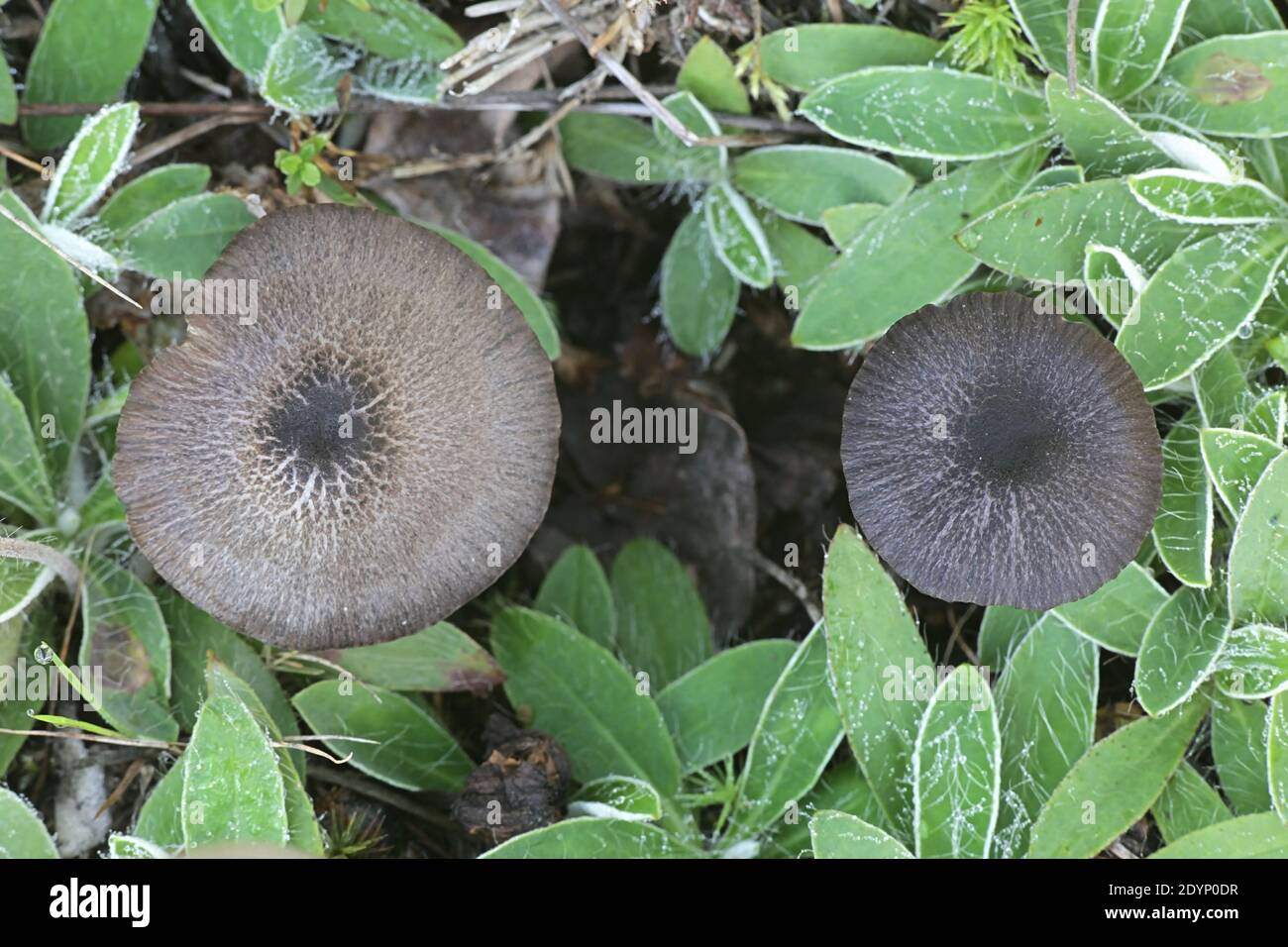 Entoloma lazulinum, or Entoloma chalybaeum var. lazulinum, known as indigo pinkgill, wild mushroom from Finland Stock Photo